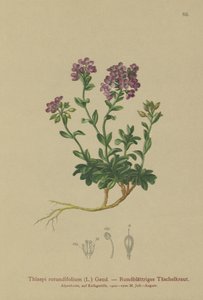 Rundbladig krasse (Thlaspi rotundifolium, Noccaea rotundifolia, Thlaspi cepaeifolium subsp. rotundifolium) av German School