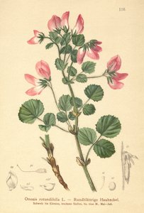 Rundbladig resttharrow (Ononis rotundifolia, Ononis tribracteata) av German School