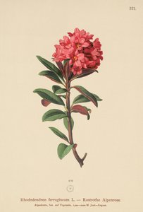 Rostig blad alpenrosa (Rhododendron ferrugineum) av German School