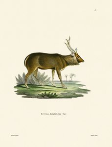 Sambar (färgad gravyr) av German School