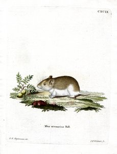 Sandy Mole Rat (färgad gravyr) av German School