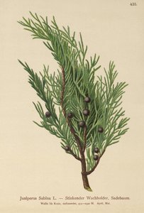 Savin Juniper (Juniperus Sabina) av German School