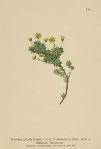 Saxifraga (Saxifraga aphylla, Saxifraga stenopetala) av German School