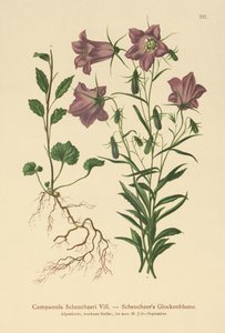 Scheuchzers Bellflower (Campanula Scheuzeri) av German School