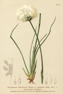 Scheuchzers bomullsgräs (Eriophorum Scheuchzeri, Eriophorum capitatum) av German School