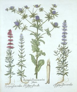 Sea Holly och tre sorters isop, från Hortus Eystettensis, av Basil Besler (1561-1629), pub. 1613 (handfärgad gravyr) av German School