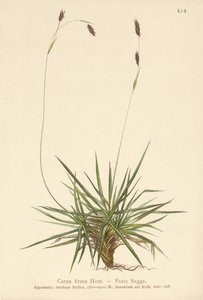 Sedge (Carex firma) av German School