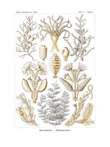 Sertulariae, 1899-1904 av German School