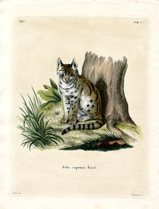 Serval (färgad gravyr) av German School
