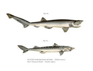Sharpnose Sevengill Shark (färg litho) av German School