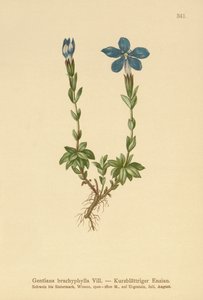 Kortbladig gentiana (Gentiana brachyphylla) av German School