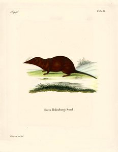 Shrew (färgad gravyr) av German School