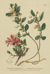 Buskig mjölkört (Polygala Chamaebuxus) av German School