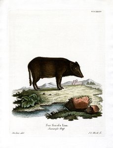 Siamesisk vildsvin (färgad gravyr) av German School