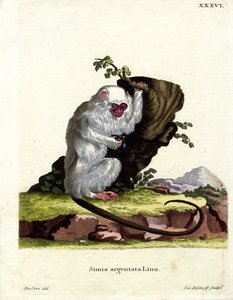 Silverig marmoset (färgad gravyr) av German School