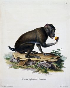 Simia sphingiola, från däggdjur illustrerad från naturen med beskrivningar, av Johann Christian Daniel von Schreber (1739-1810), gravyr av IC Bock, Tyskland av German School