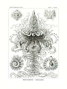 Siphonophorae, 1899-1904 av German School