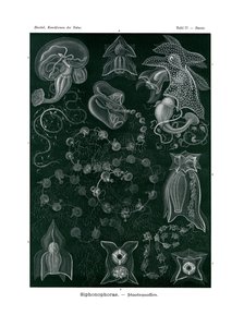 Siphonophorae, 1899-1904 av German School