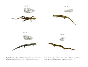 Skink (färg litho) av German School