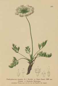 Liten alpin libbsticka (Pachypleurum mutellinoides, Pachypleurum simplex, Pachypleurum alpinum, Pachypleurum simplex, Neogaya simplex, Gaya simplex, Ligusticum simplex) av German School