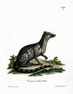 Liten indisk civet (färgad gravyr) av German School