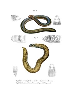 Smallhead Worm Lizard (färg litho) av German School