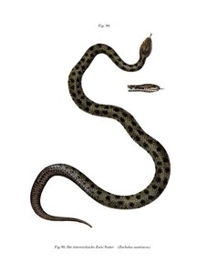 Smooth Snake (färg litho) av German School