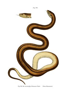 Orm (färg litho) av German School