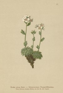 Snövit Whitlow-grass (Draba nivea) av German School