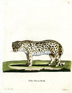 Snow Leopard (färgad gravyr) av German School