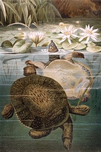 Mjukskalad sköldpadda, tallrik från Brehms Tierleben: Allgemeine Kunde des Tierreichs, vol.7, s.621, utgiven av Bibliographic Institute, 1892 av German School