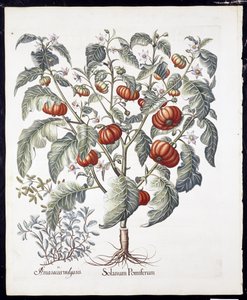 Solanum Pomiferum från Hortus Eystettensis av Basil Besler (1561-1629) pub 1613 (handfärgad gravyr) av German School