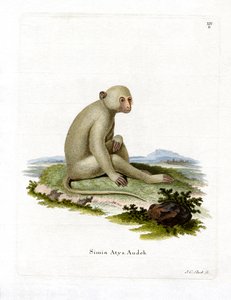 Sooty Mangabey (färgad gravyr) av German School