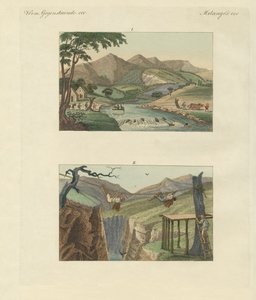 Sydamerikanska repbroar (färgad gravyr) av German School
