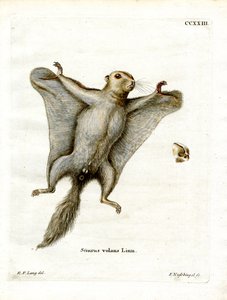 Southern Flying Squirrel (färgad gravyr) av German School
