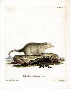 Södra Opossum (färgad gravyr) av German School