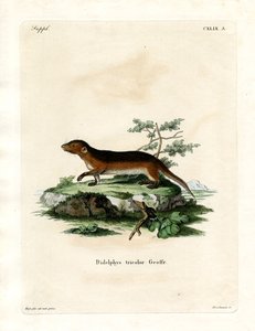 Southern Red-sided Opossum (färgad gravyr) av German School