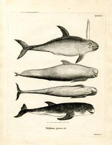 Arter av delfiner (färgad gravyr) av German School