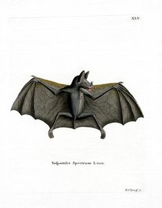 Spectral Bat (färgad gravyr) av German School