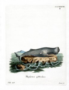 Kaskelot (färgad gravyr) av German School