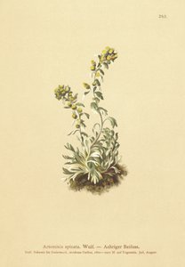 Piggad malört (Artemisia spicata, Artemisia bocconei, Artemisia genipi) av German School