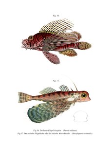 Spotfin Lionfish (färg litho) av German School