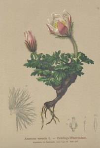 Våranemon (Anemone vernalis, Pulsatilla vernalis) av German School