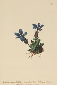 Vårgentiana (Gentiana verna, Gentiana angulosa, Gentiana aestiva) av German School