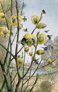 Spring in the Insect World, tallrik från Brehms Tierleben: Allgemeine Kunde des Tierreichs, vol.9, s.216, utgiven av Bibliographic Institute, 1892 av German School