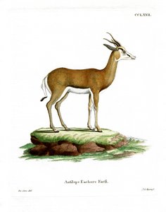 Springbok (färgad gravyr) av German School