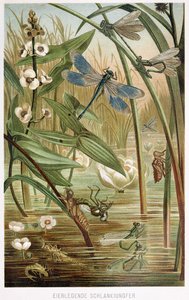 Stadier av utveckling av en damselfly, från Brehms Tierleben, pub. 1860-talet av German School