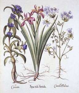 Stinkande iris, orlaya och korsörtgentiana, från Hortus Eystettensis, av Basil Besler (1561-1629), pub. 1613 (handfärgad gravyr) av German School