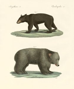 Konstiga björnar (färgad gravyr) av German School
