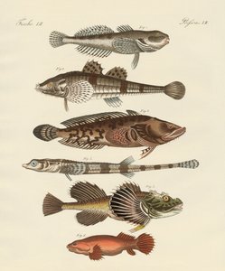 Konstig fisk (färgad gravyr) av German School